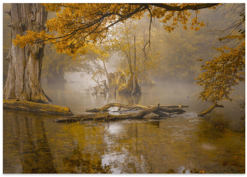 Alone in the swamp