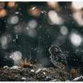 Canvas Art Print The little owl (Athene noctua)