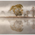 Misty morning