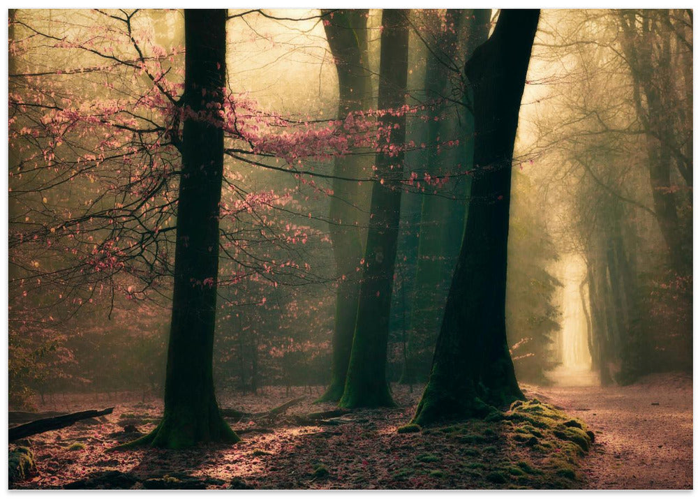 Land of elfs