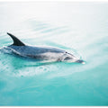Dolphin N.Z. Northern