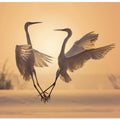 Egrets in sunset