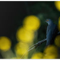 Common cuckoo