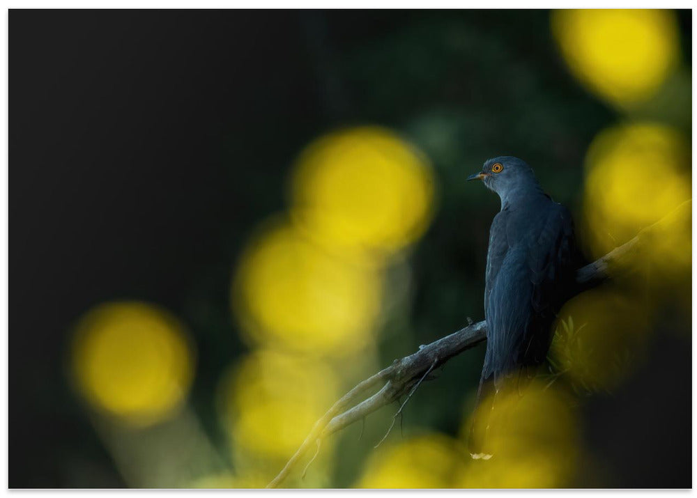 Common cuckoo