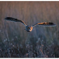 Long-eared owl