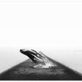 Whale