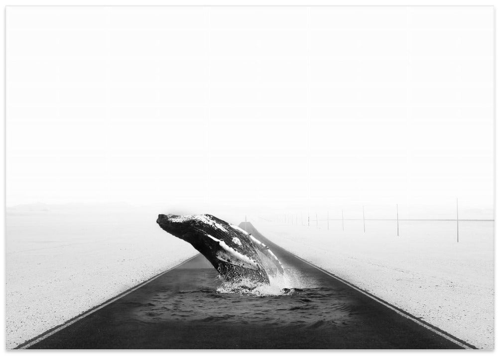 Whale