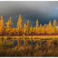 Siberian fall