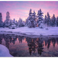 Forest Morning