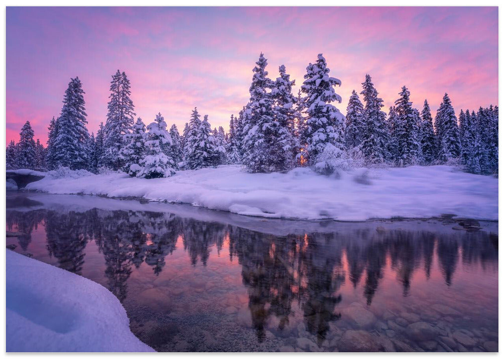 Forest Morning