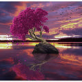 A lonely tree