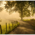 Morning walk