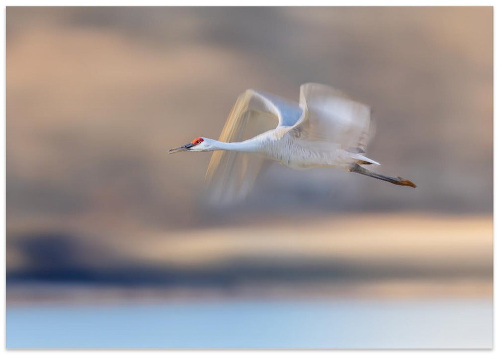 Crane Flying in Soft Light