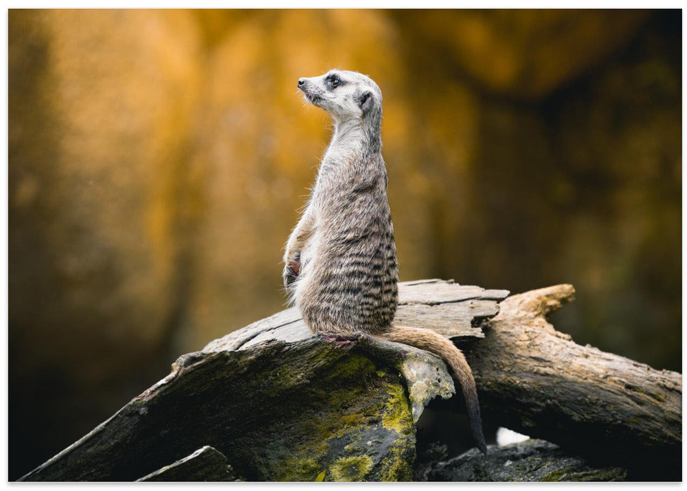 Timon