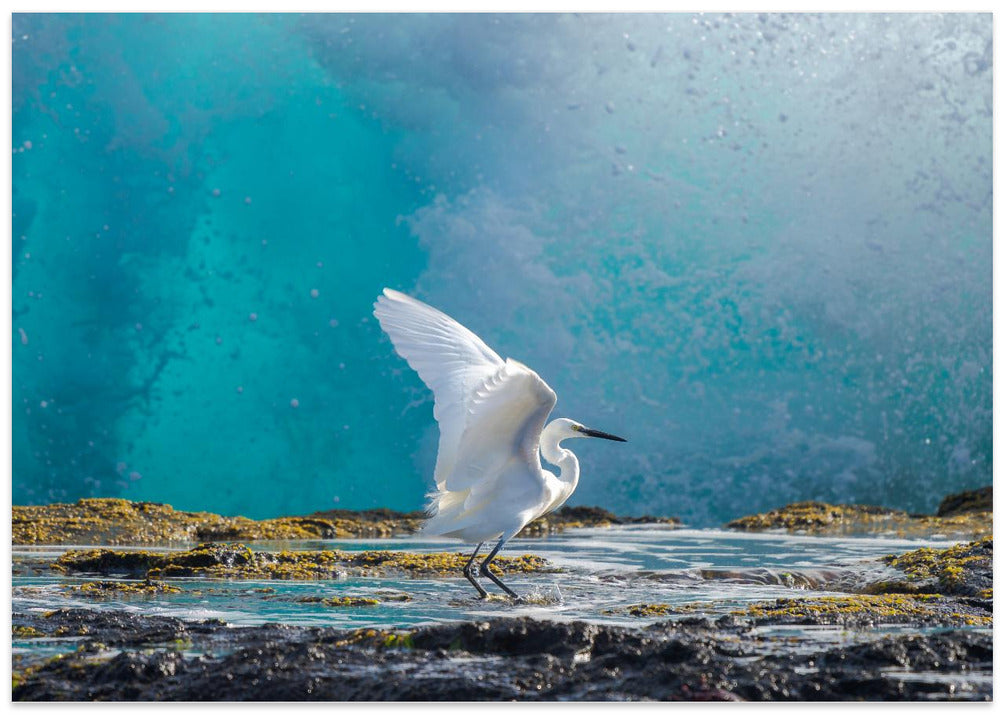 Common egret
