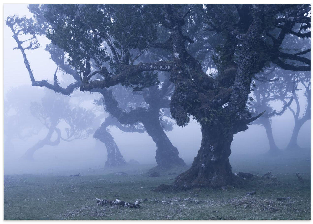 Blue Woods