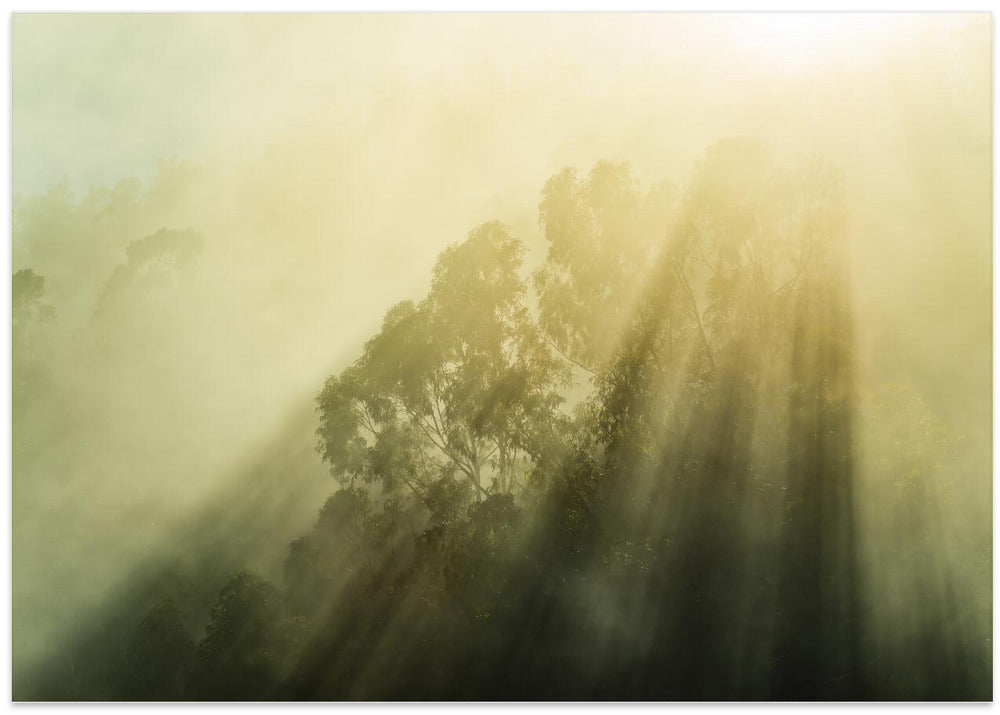 Foggy Woods III