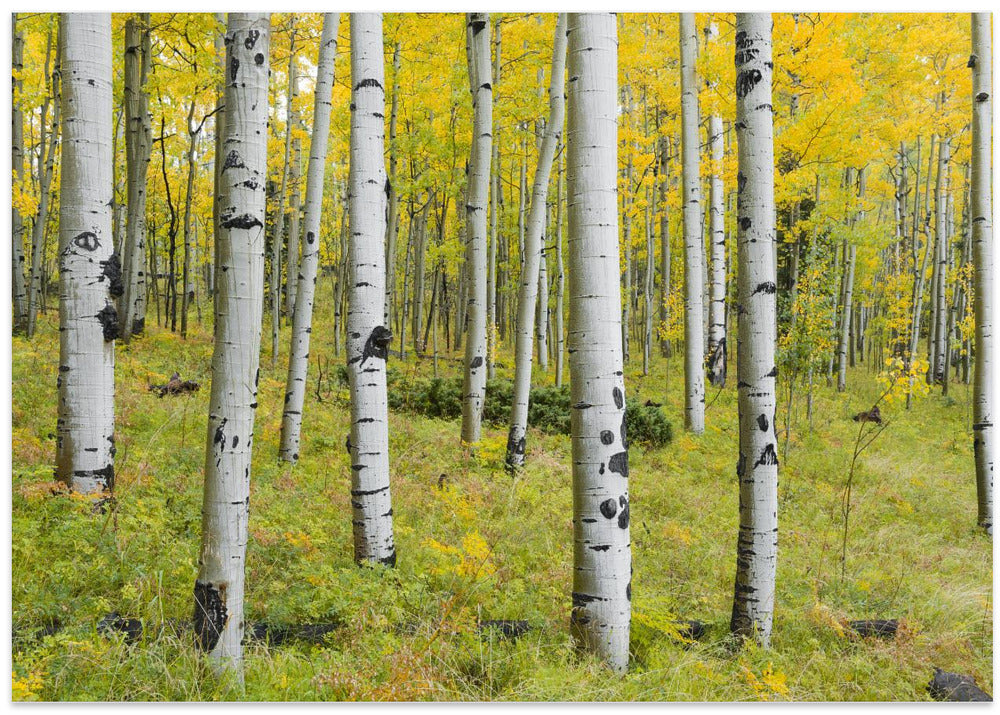 Yellow Birchs