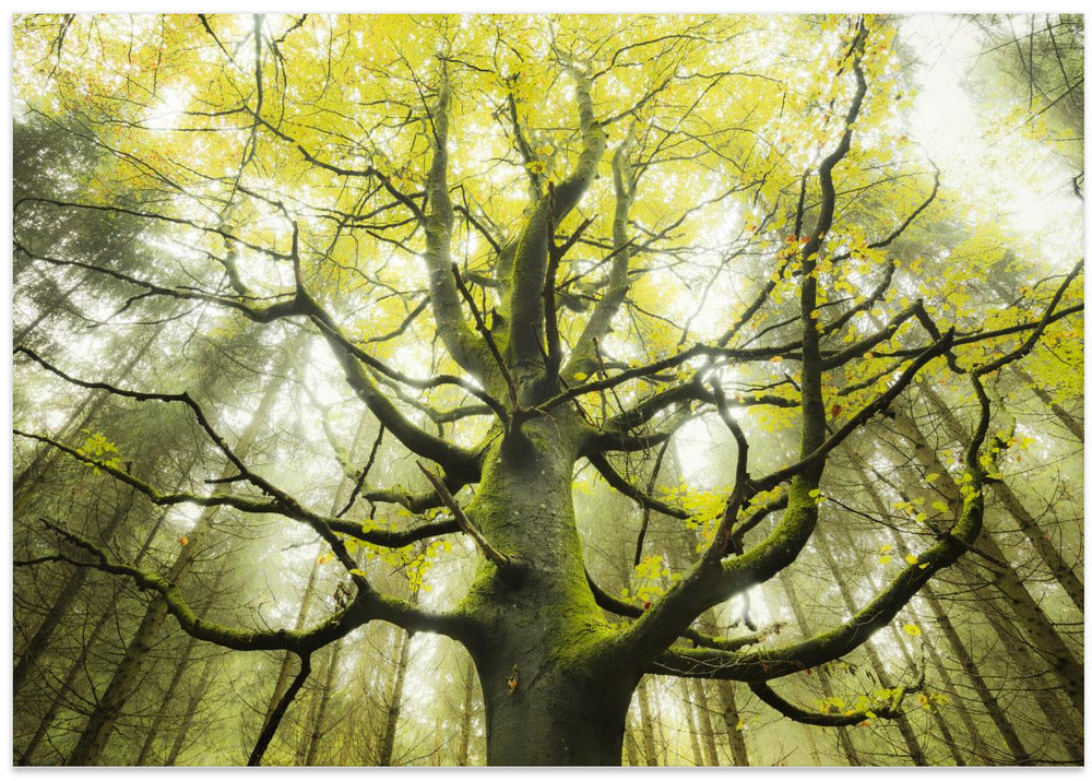 The Dream Tree