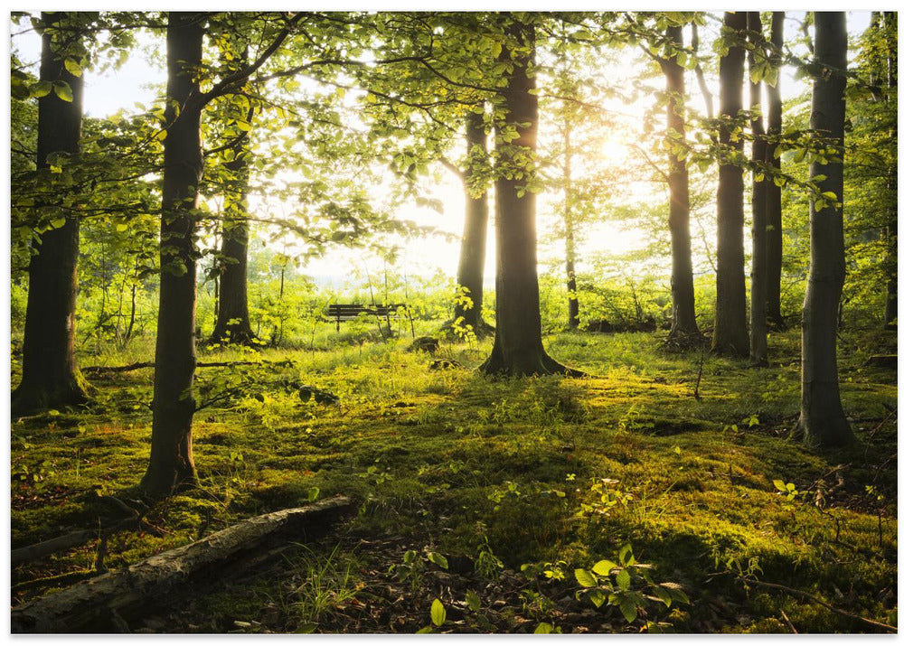 Summer in the Woods