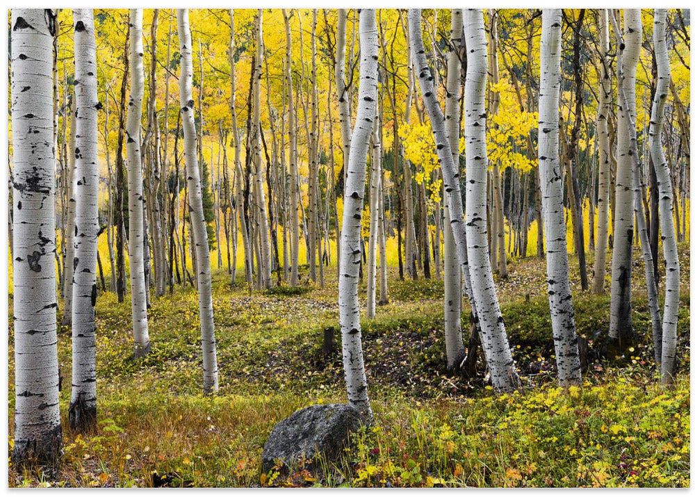 Autumn Birchs