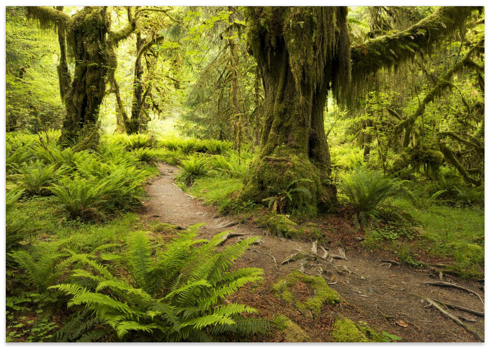 Hoh Rainforest
