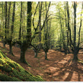 Forest Love