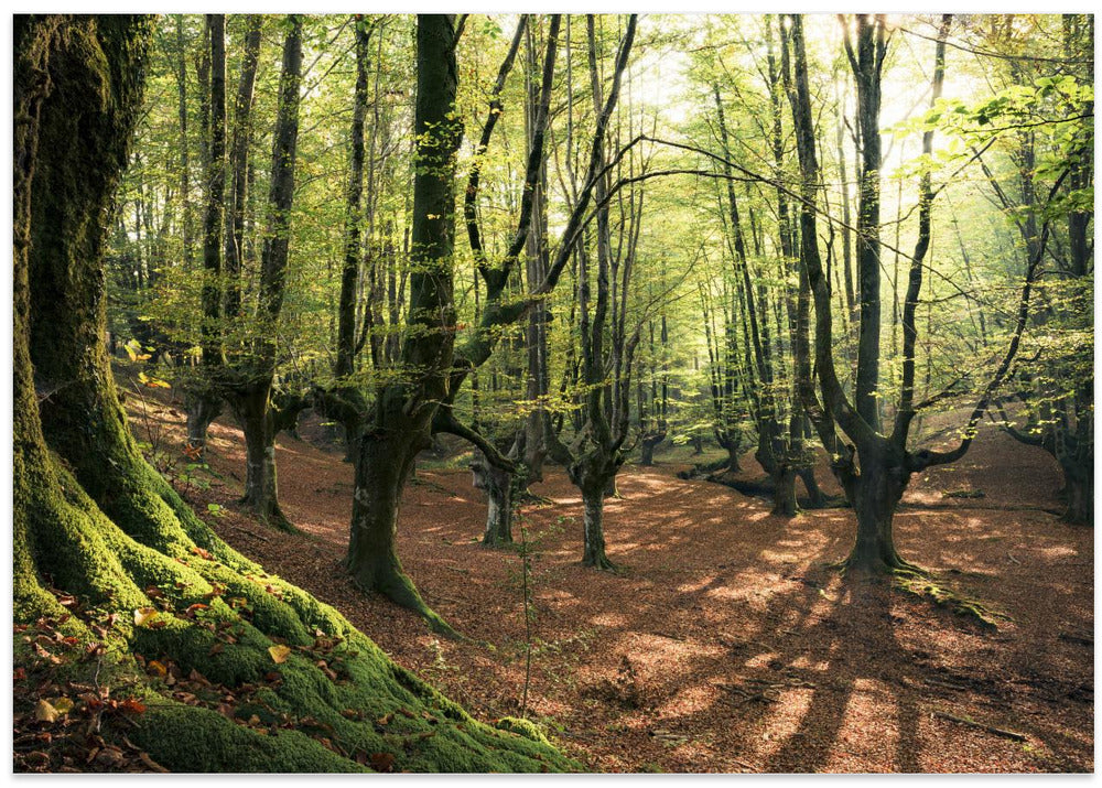 Forest Love