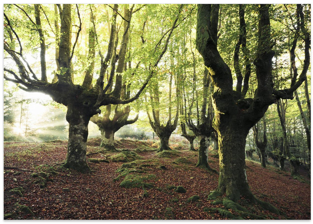 Magic Grove
