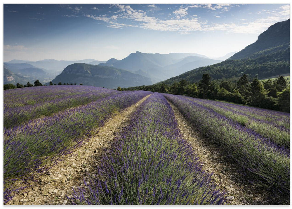 Lavender Hills