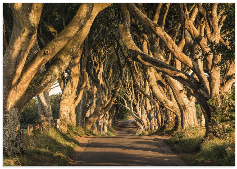 The Avenue
