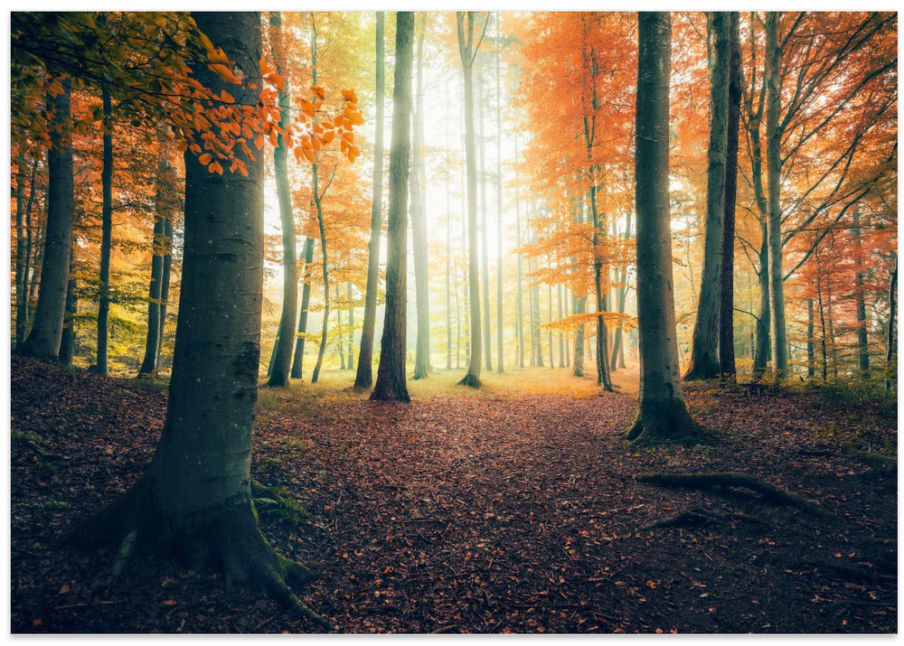 Autumn in the Woods