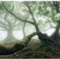 Mystic Laurel Forest