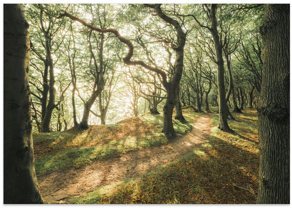 Magic Beech Wood