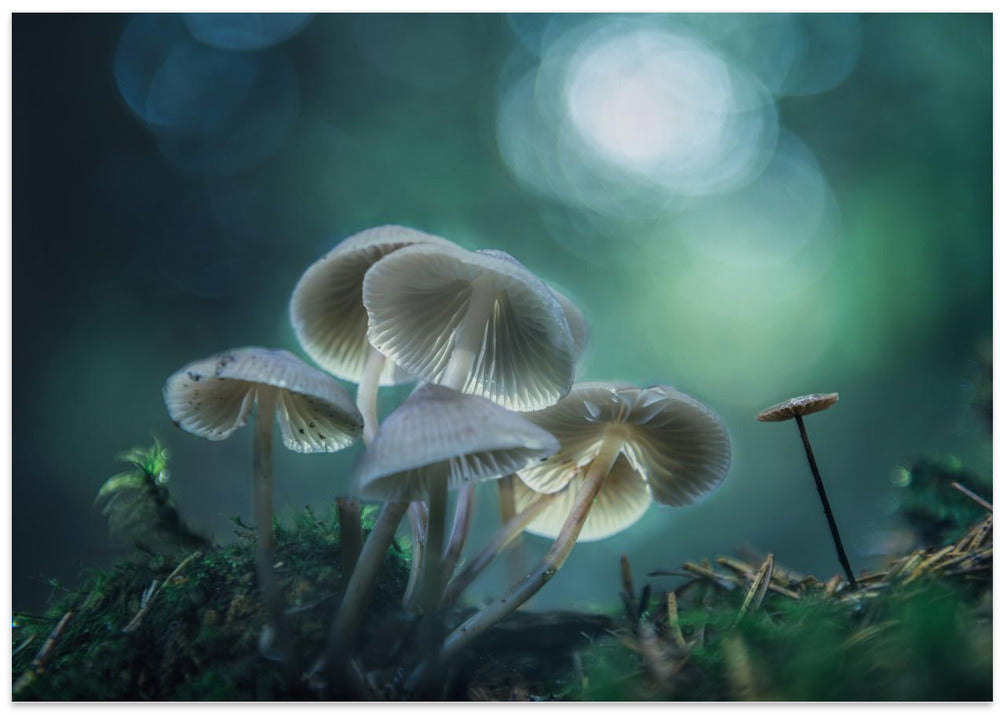 Forest Dreams