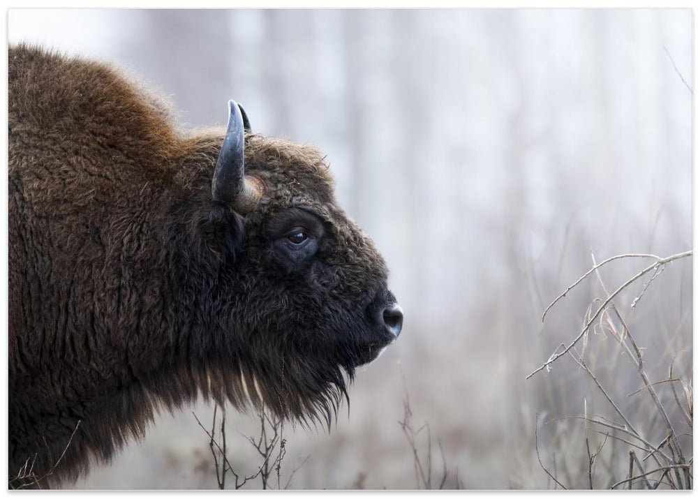 Bison's profile