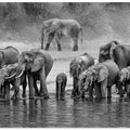 Elephant Family