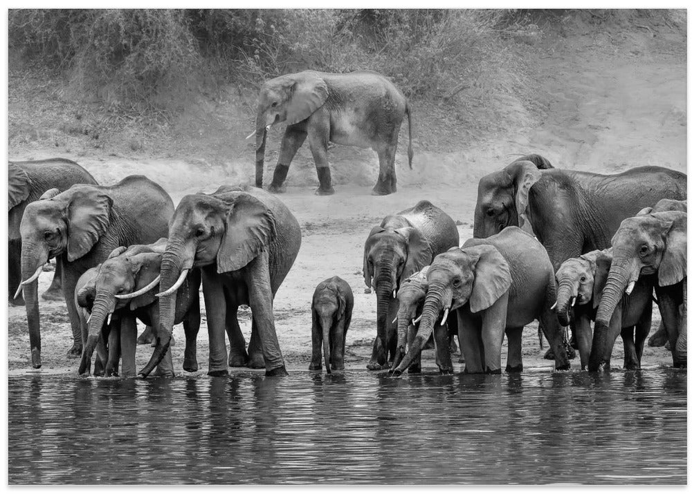 Elephant Family