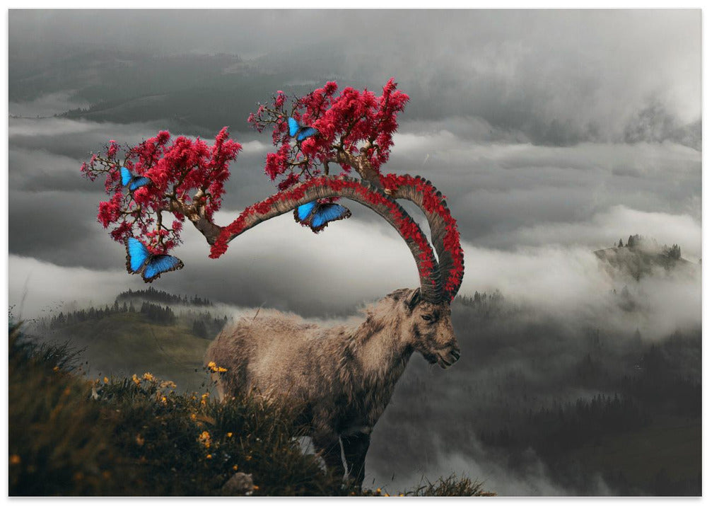 Ibex