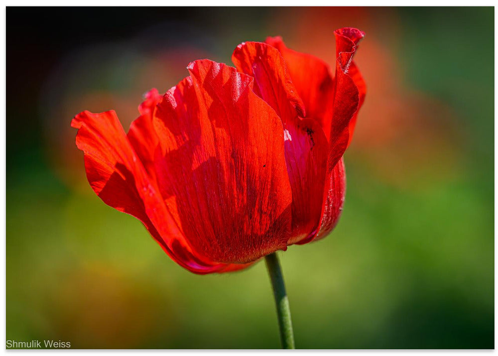Red Anemone