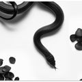 Black Snake Roam