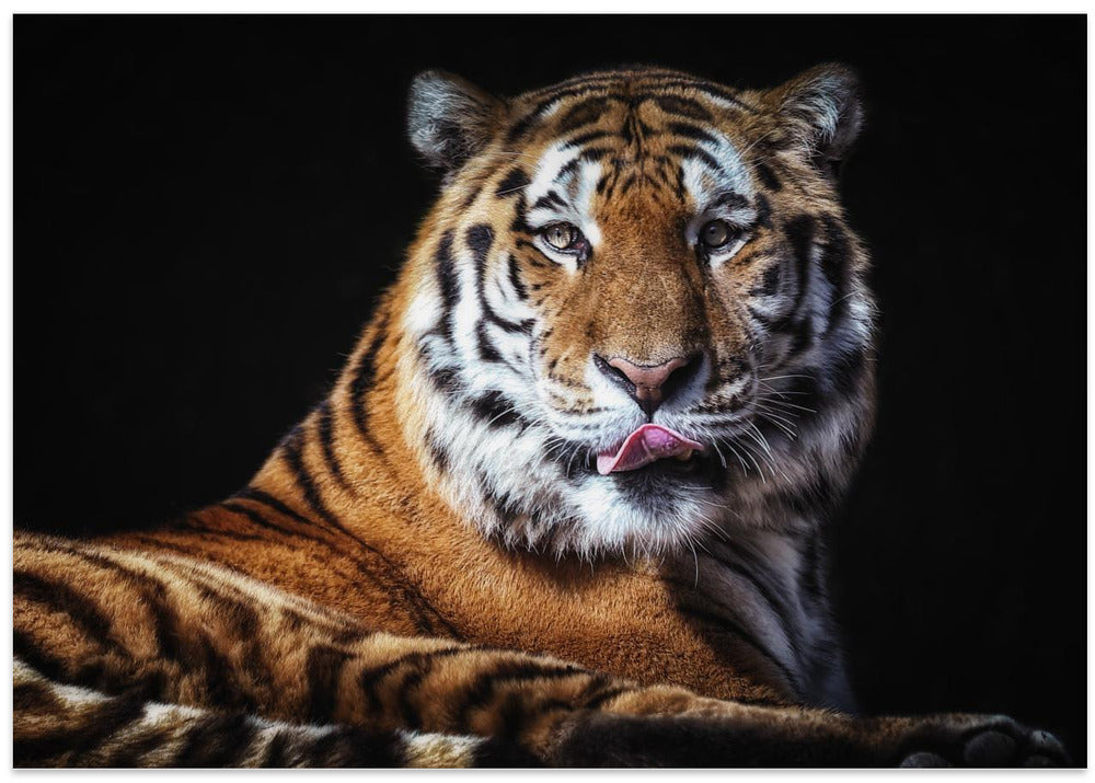 Sibirian Tiger