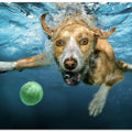 Art Prints of UnderDog