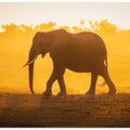 Elephantine Sunrise