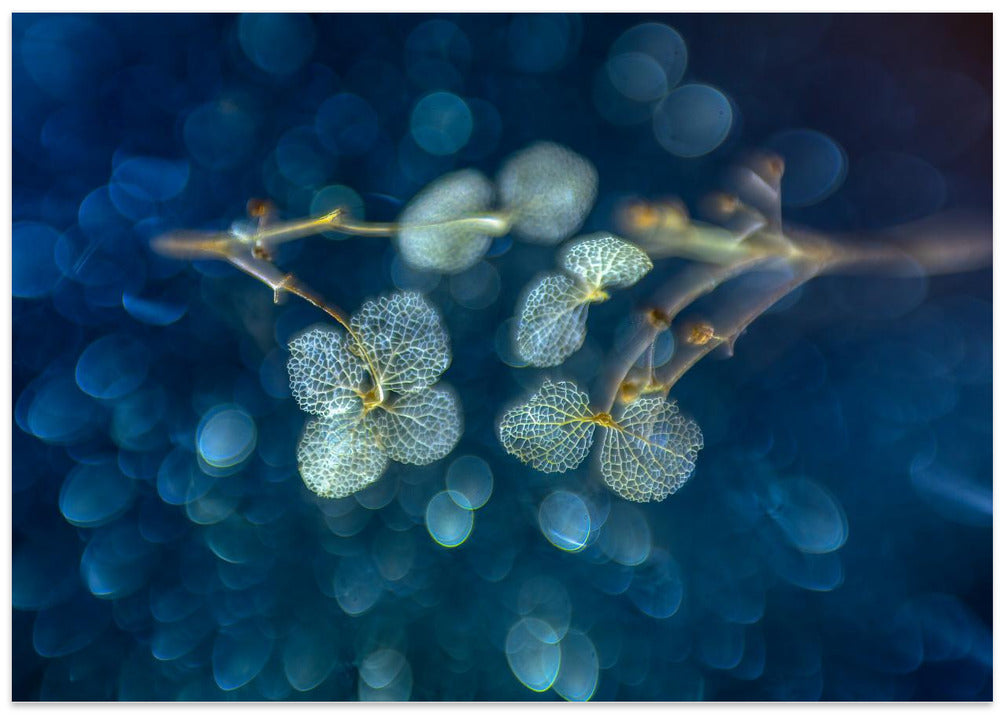 Art of nature