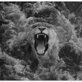 A lioness