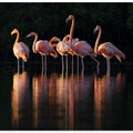 Pink Dawn