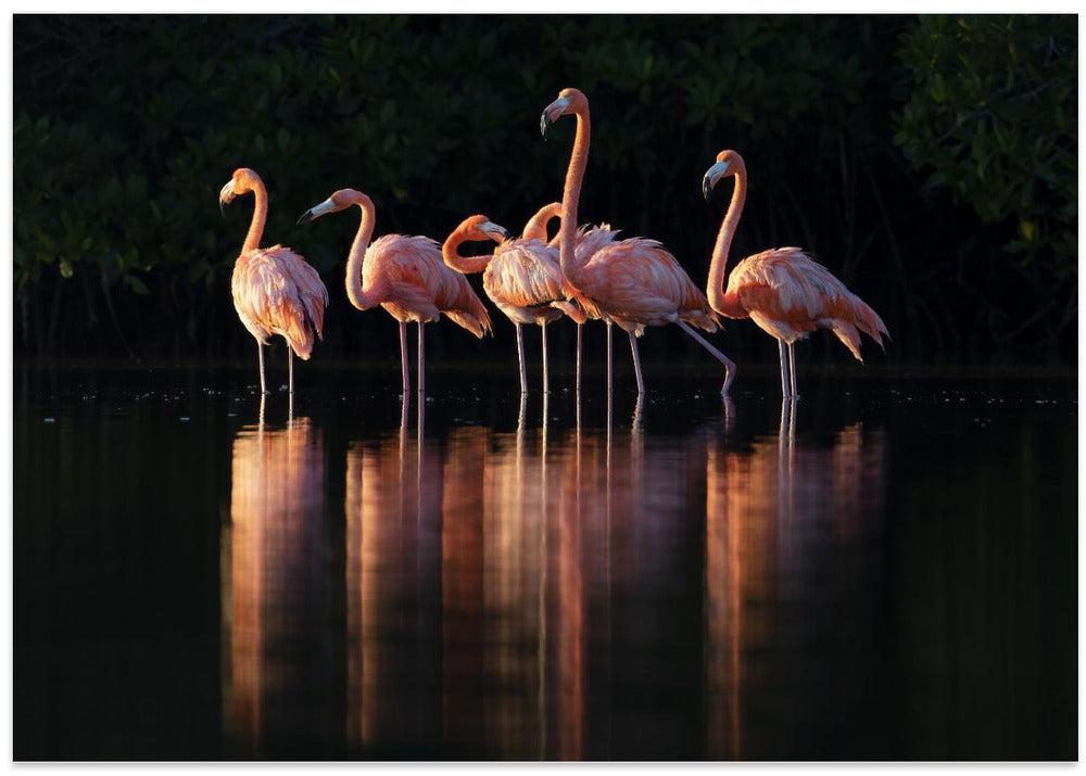Pink Dawn