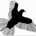 Bird   White