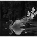 Swan